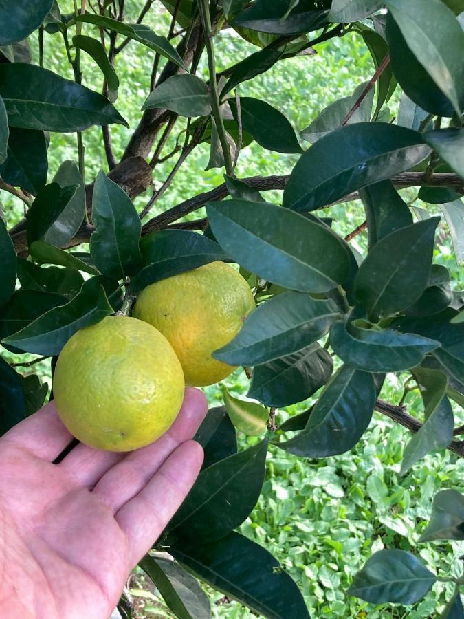 Guest House Garden Budva Bagian luar foto